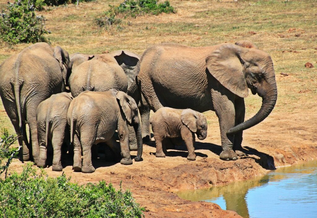 Explore best Africa Safari Destinations in Kruger national park South Africa Elephants