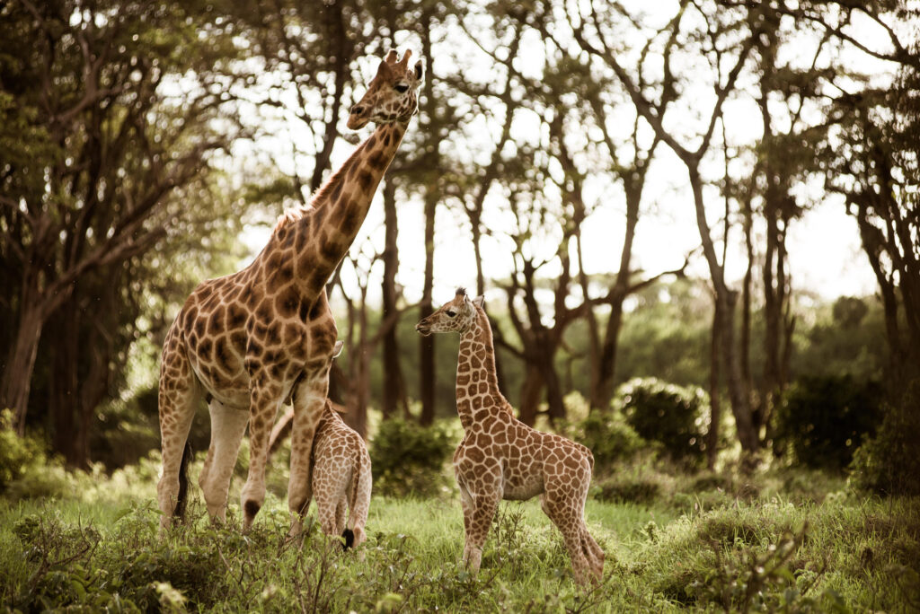 Rothschild’s giraffe at the conservation center of Giraffe Manor Hotel Nairobi.