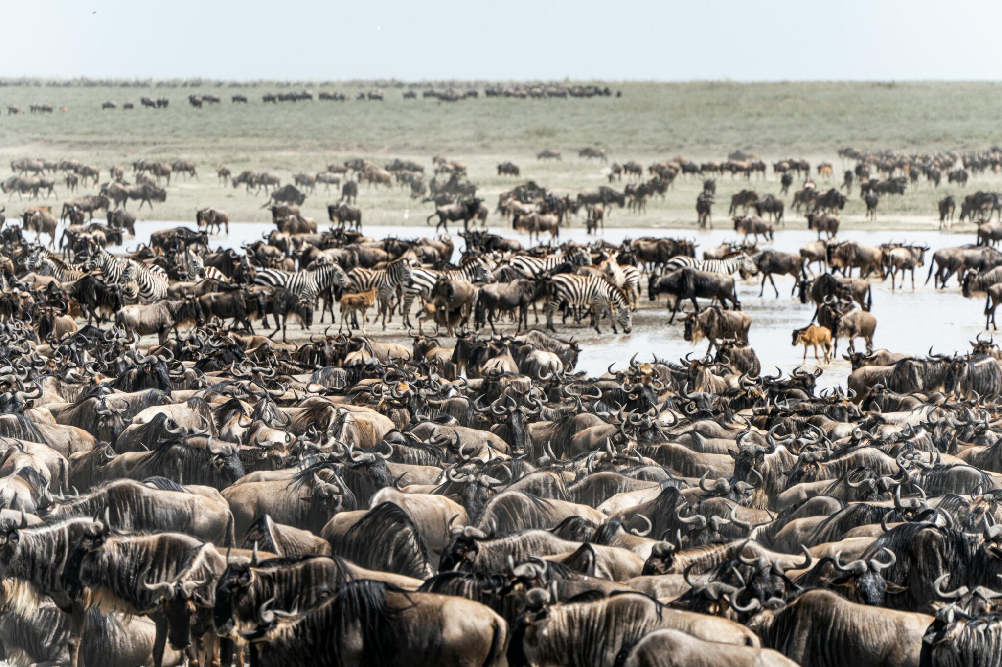 Wildebeest migration in Serengeti during 7-day Tanzania safari