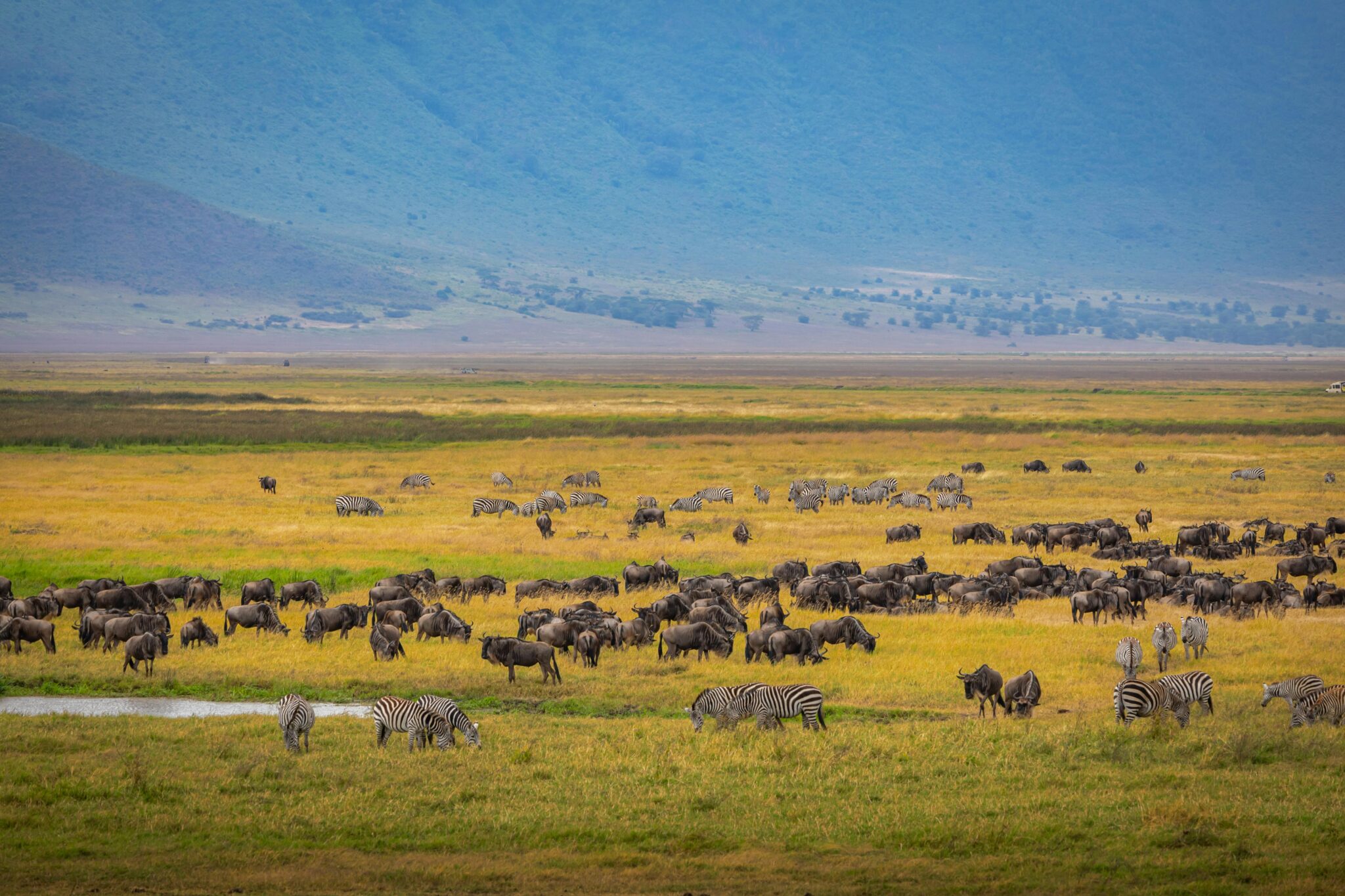 Zebras & Wildbeest in Ngorongoro Crater on Tanzania safari