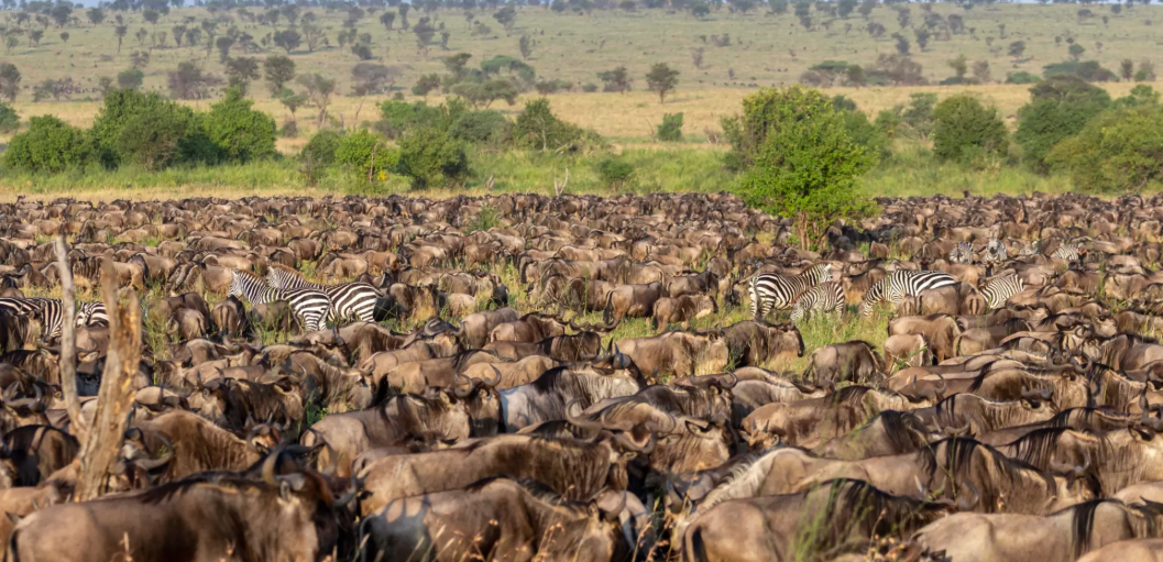 Serengeti migration safari tour