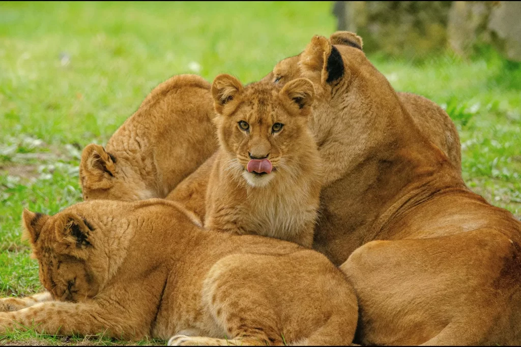 luxury lion safari kenya