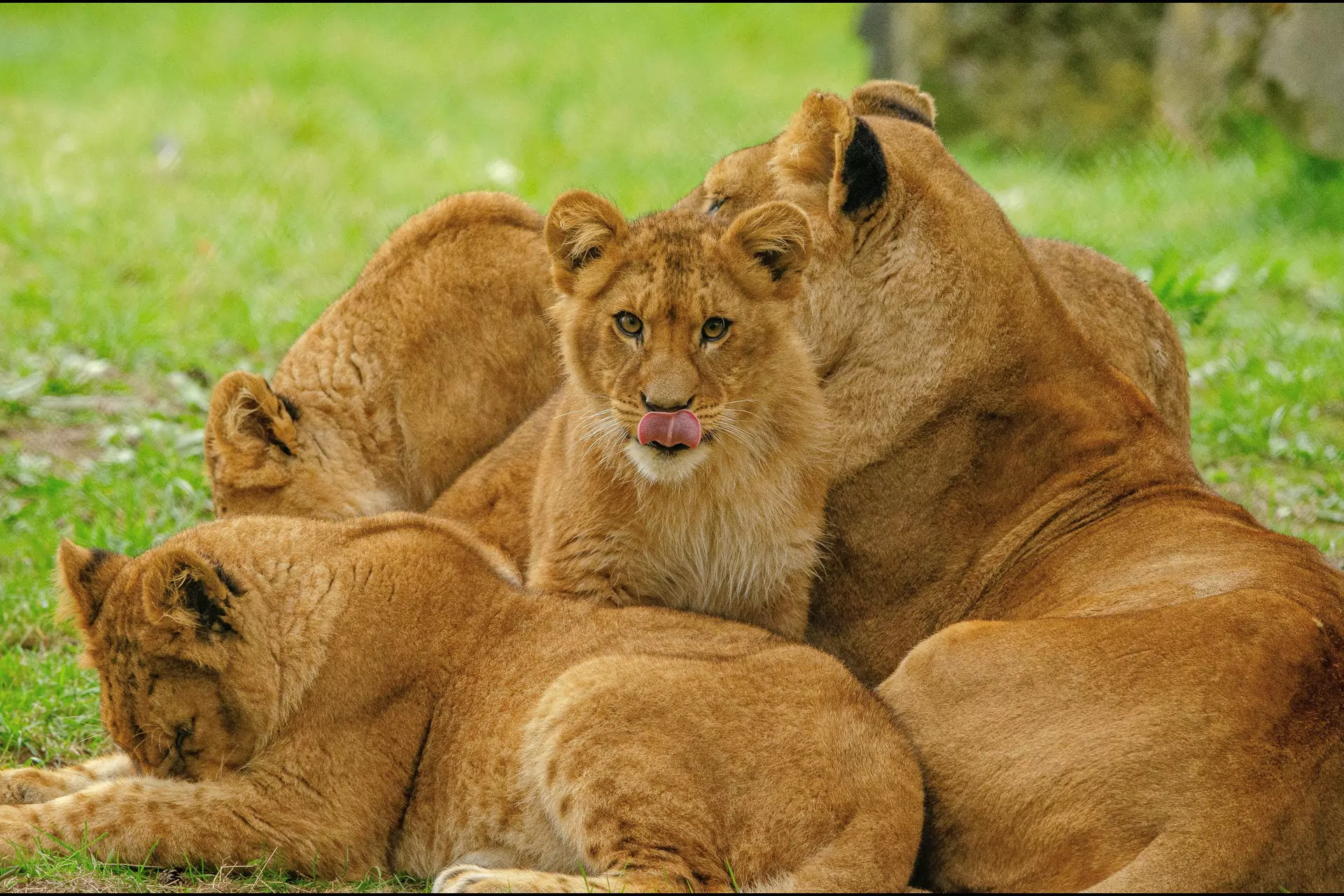 luxury lion safari kenya