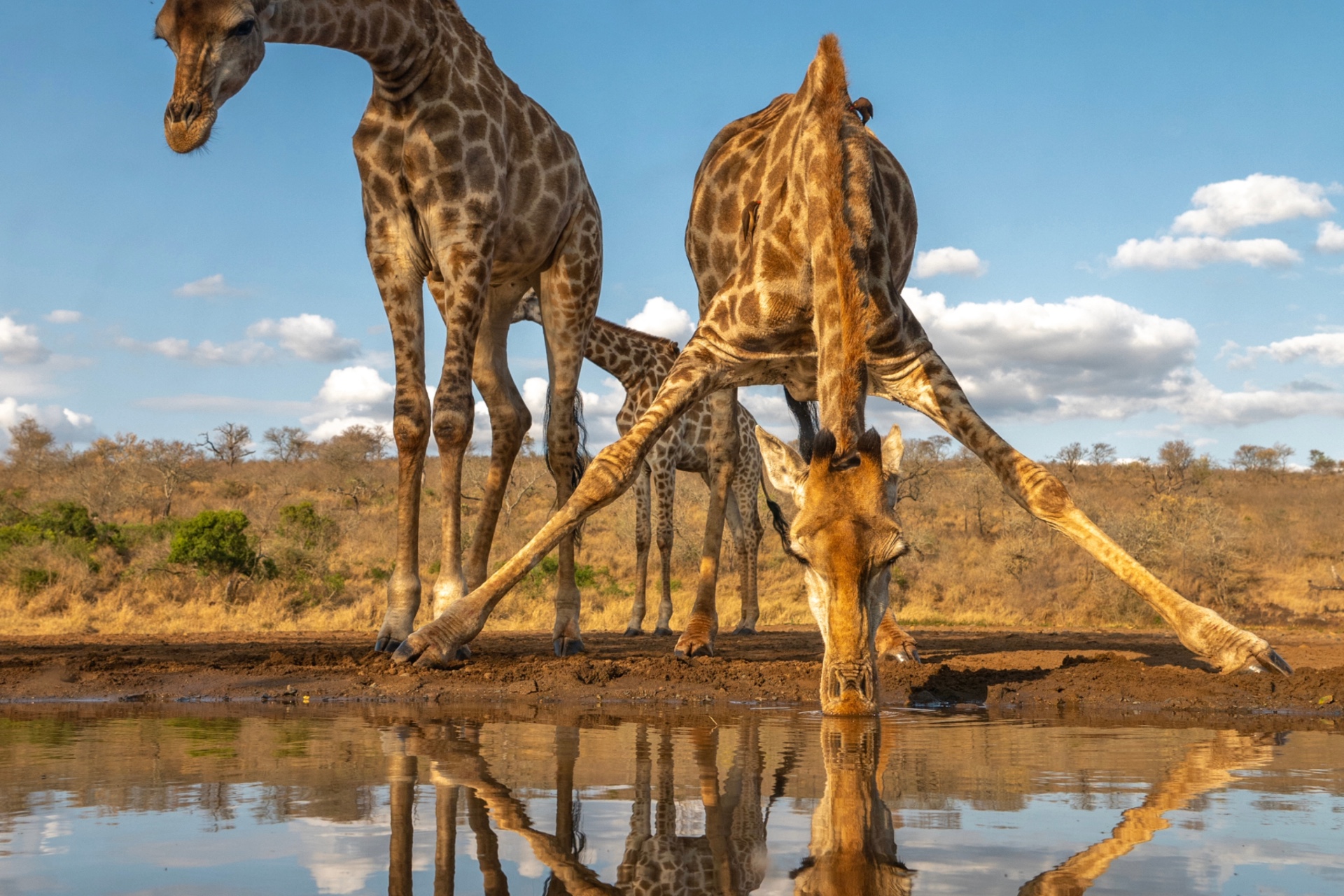 Giraffe Habitat : Diet, Adaptations & Conservation - Nndeeafrika