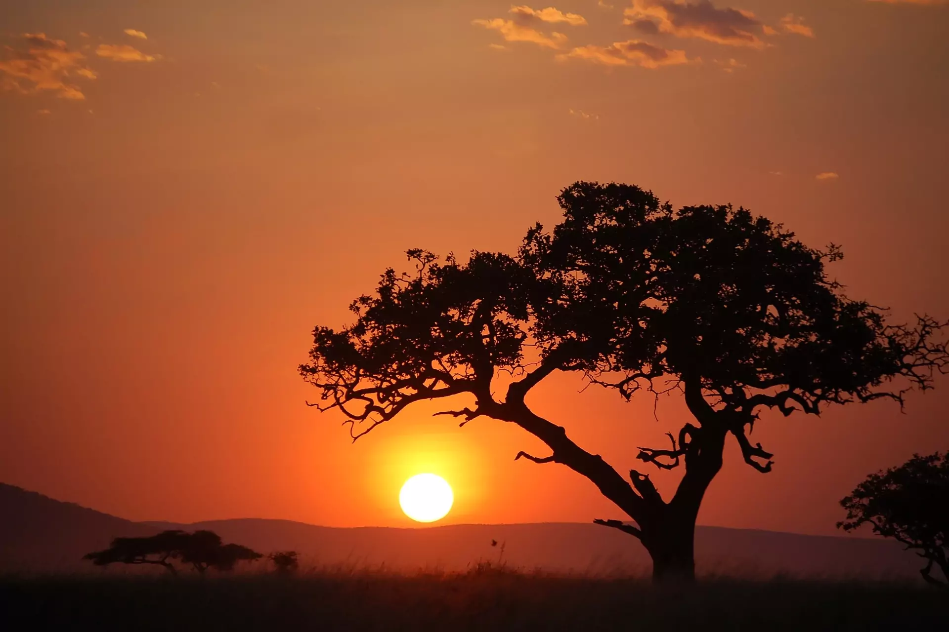 Best Time to Go on Safari in Africa