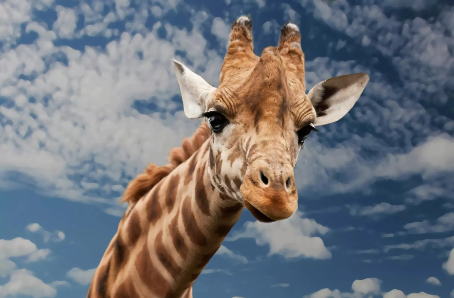 Giraffe Facts | Physical Traits, Behavior and Unique Adaptations
