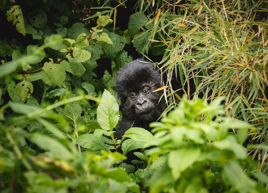 Gorilla Facts: Habitat, Diet, Behavior & Conservation 