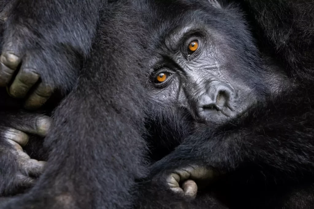 Gorilla Facts: Habitat, Diet, Behavior & Conservation