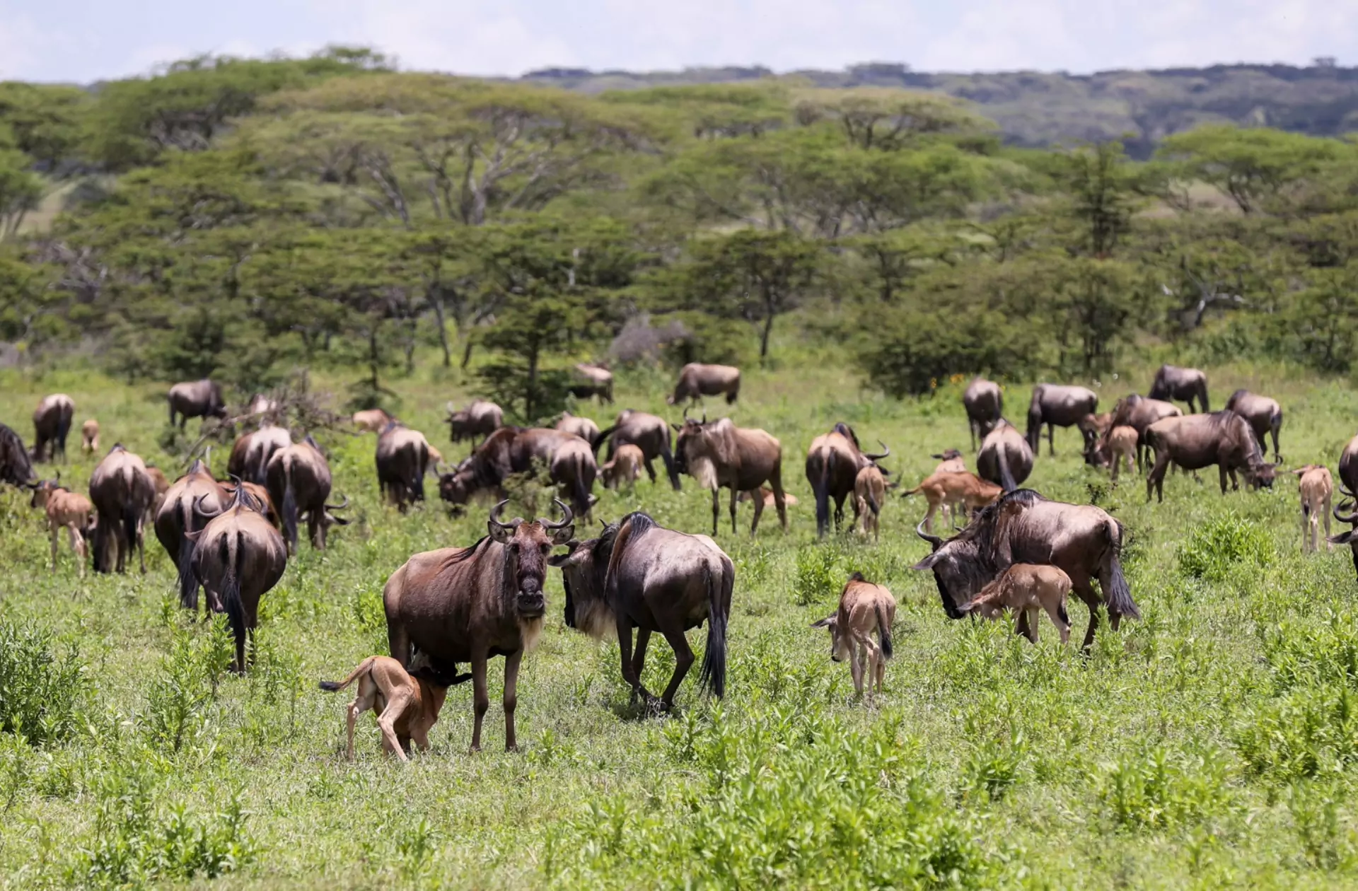 Wildebeest Calving Season in the Serengeti