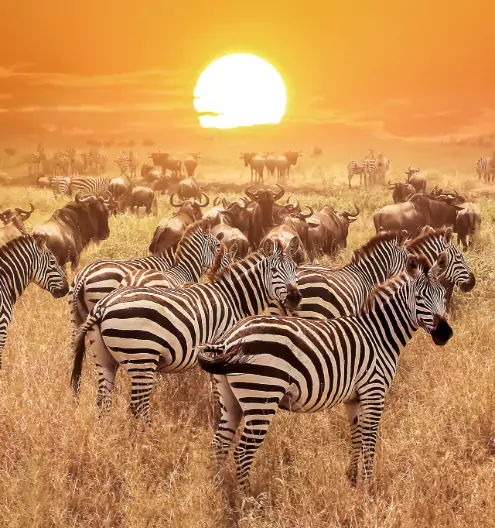Best Travel Destinations 2025: Top Places to Visit in Africa
