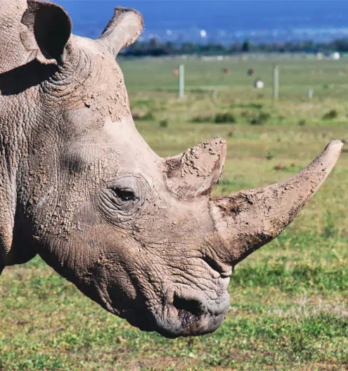 Luxury Travel Experiences: Elite African Safari Vacations 2025