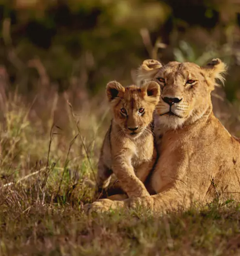 Best Travel Destinations 2025: Top Places to Visit in Africa
