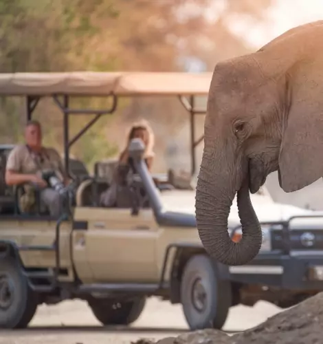 Expertise in African Safari