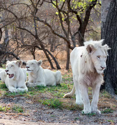 Luxury Travel Experiences: Elite African Safari Vacations 2025