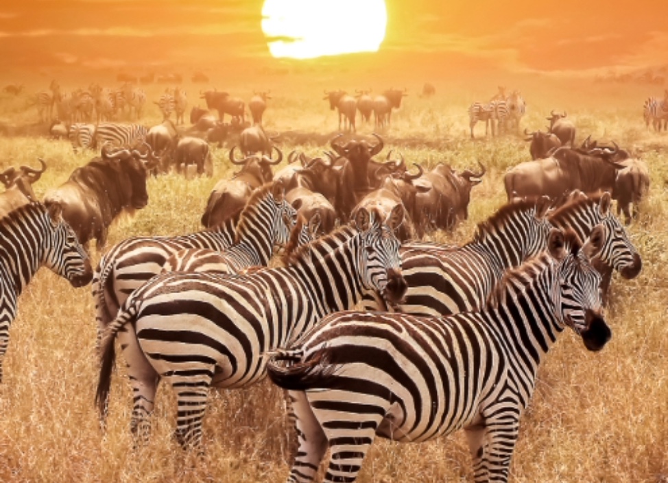 Small group Tanzania Safari Tours: 9 Days