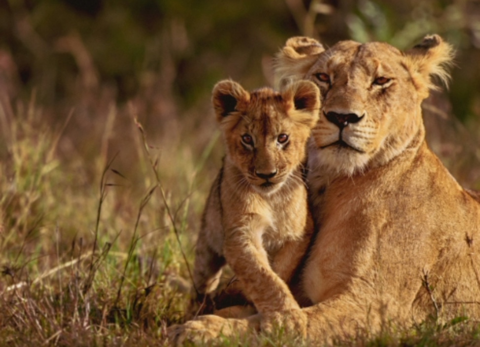 Small group Tanzania Safari Tours: 9 Days