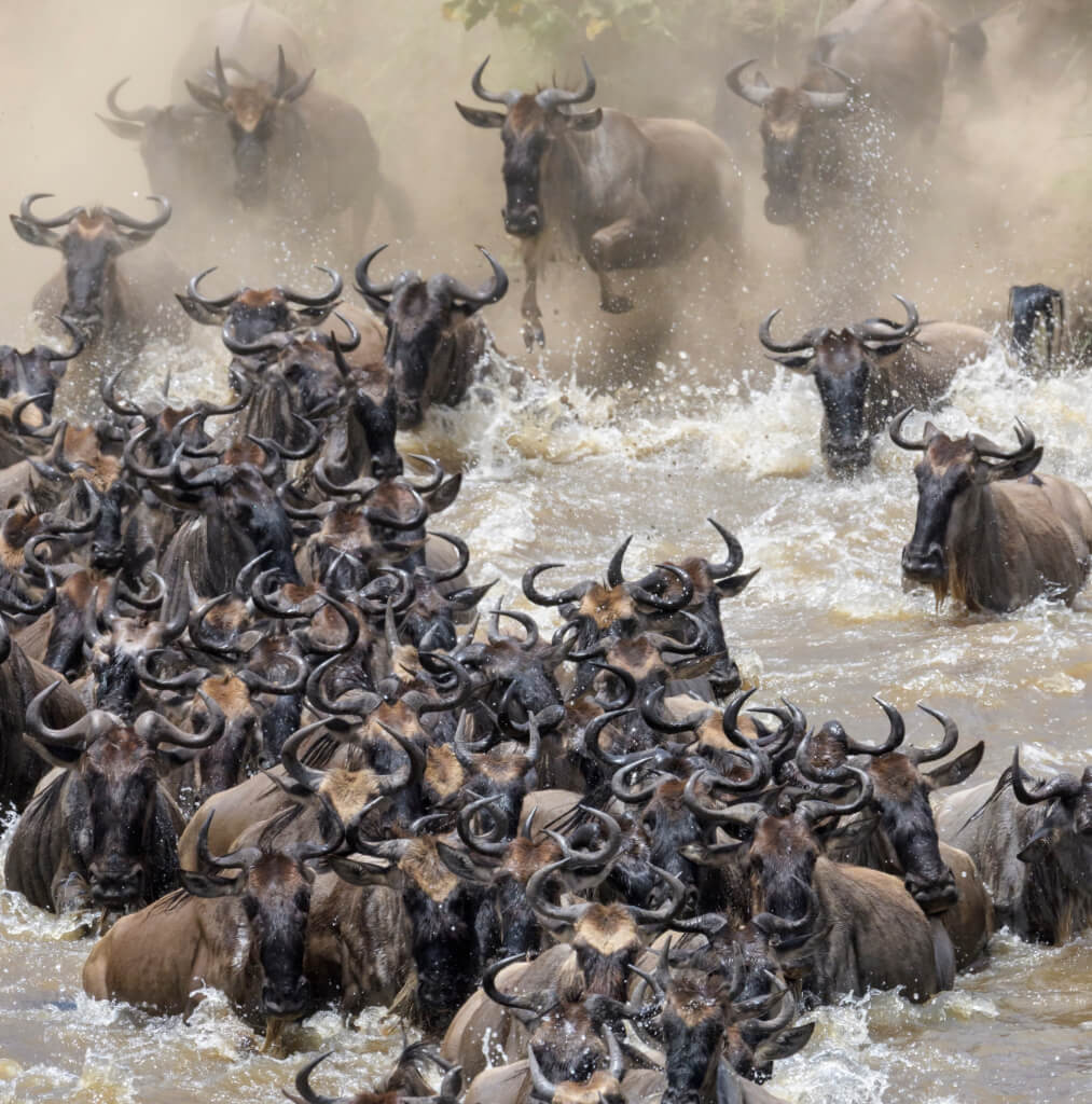 The Great Migration River Crossing
