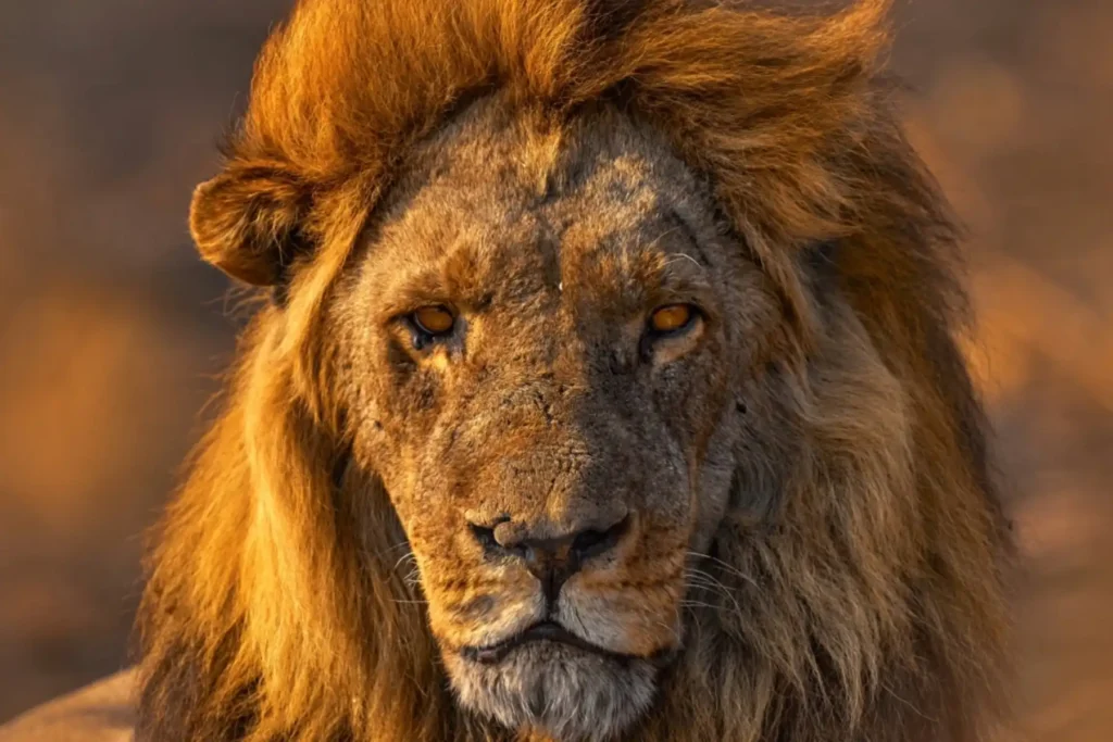 Majestic adult male African lion with a thick mane in the savannah during sunset iconic apex predator