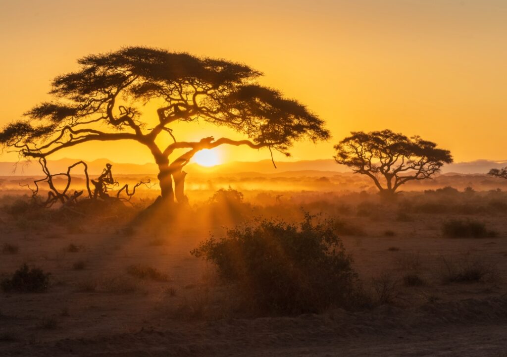 African Safari Serengeti sunset