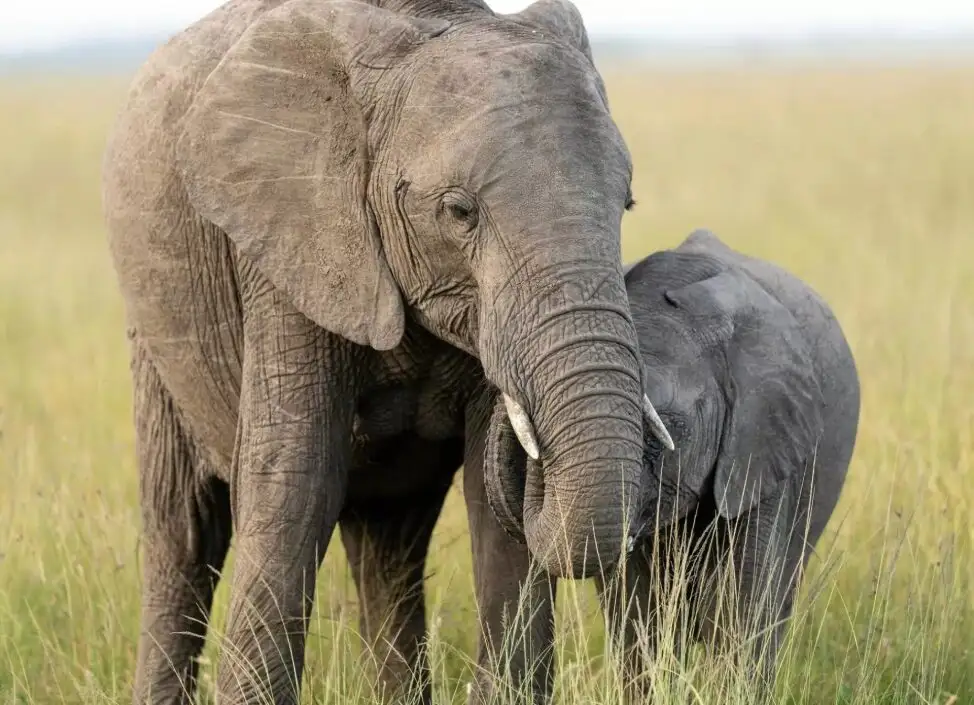 Maasai Mara on a luxury African safari