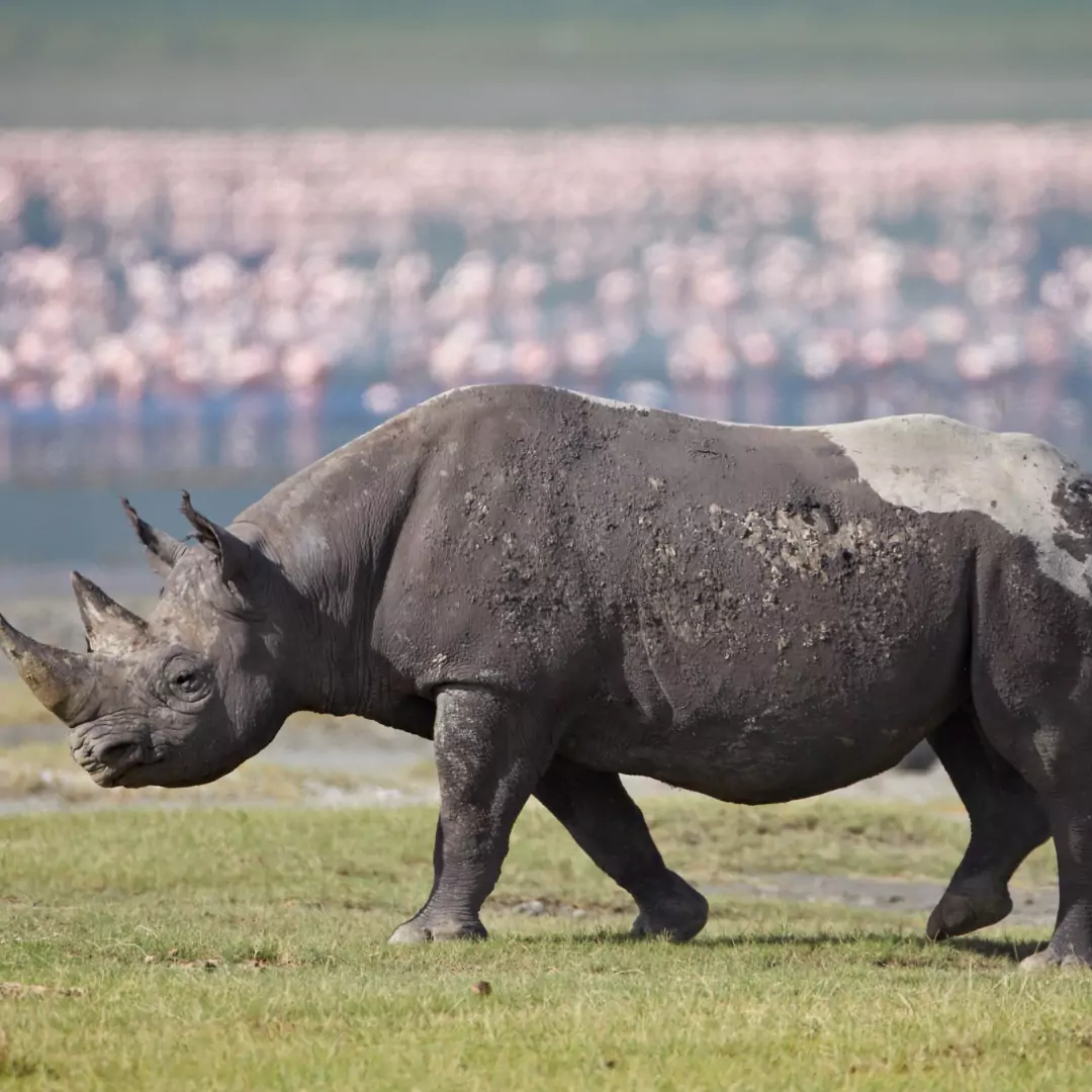 Rhino — luxury African safari
