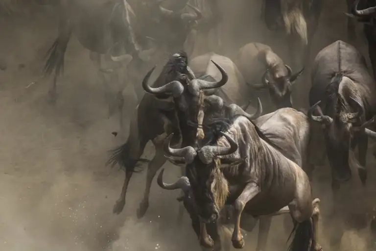 Eastern Africa luxury safari — the Great Migration