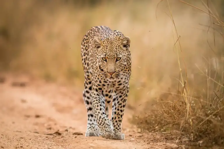 Southern Africa luxury safari