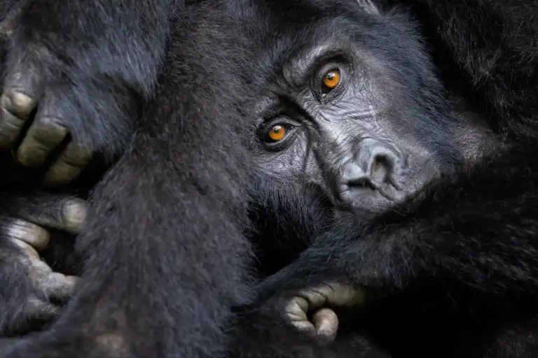 Gorilla Trekking: Rwanda vs Uganda on a luxury African safari