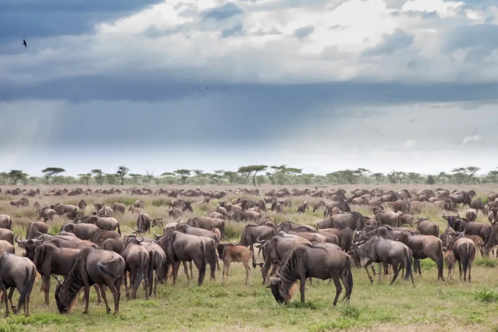 Great wildebeest Migration in Serengeti National Park