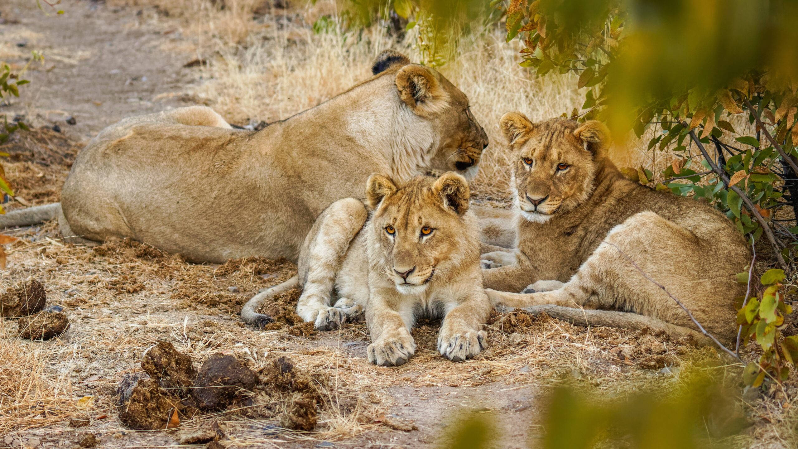 Lion pride in Etosha National Park — luxury African safari