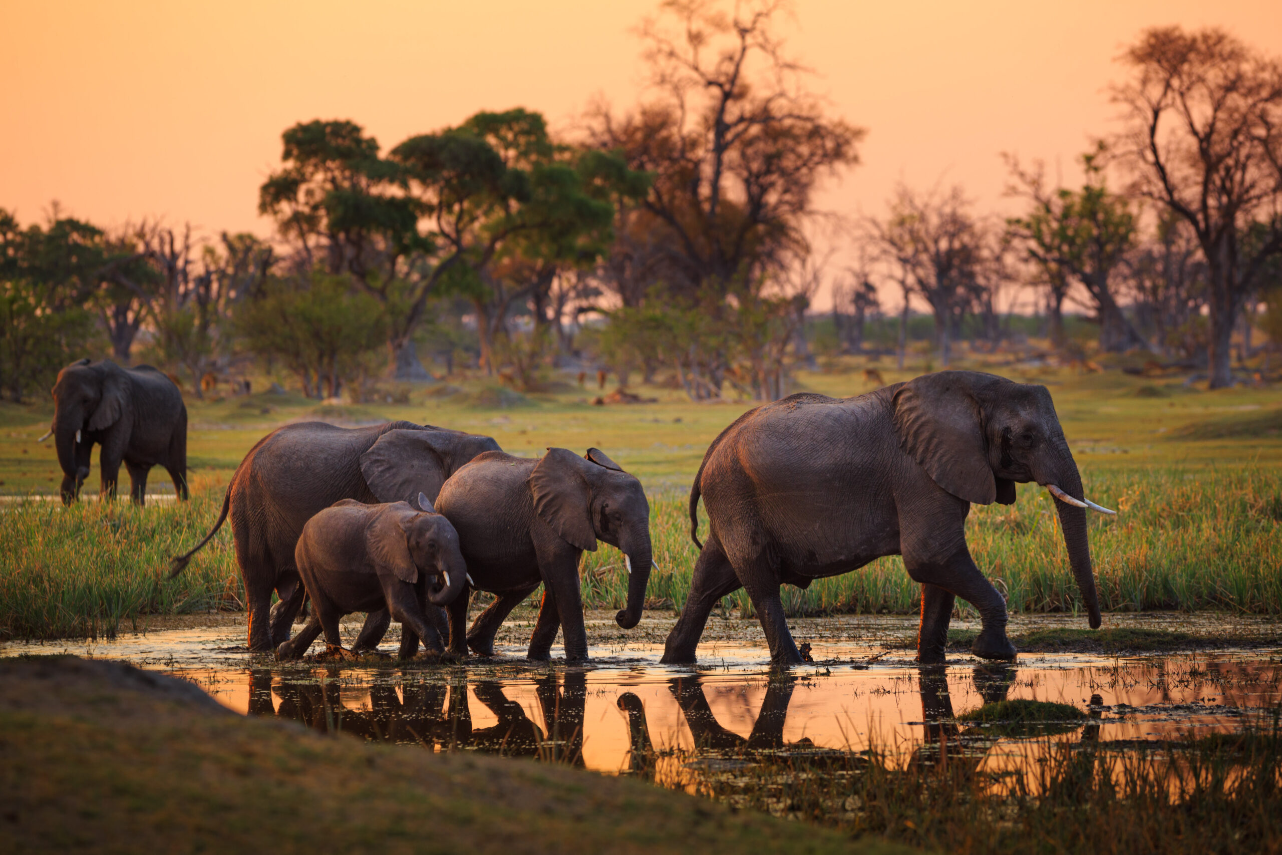African Elephant — luxury African safari