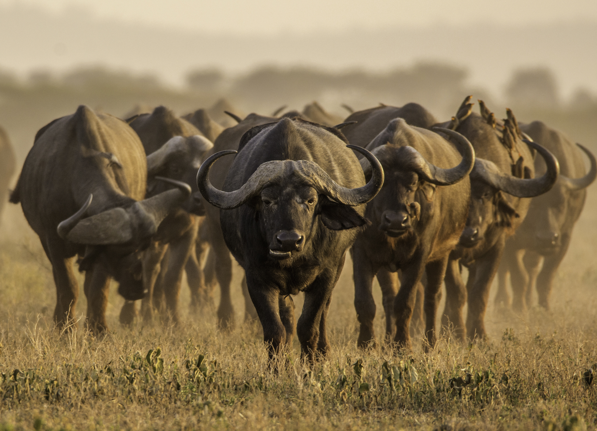 Cape buffalo in the wild on an African safari
