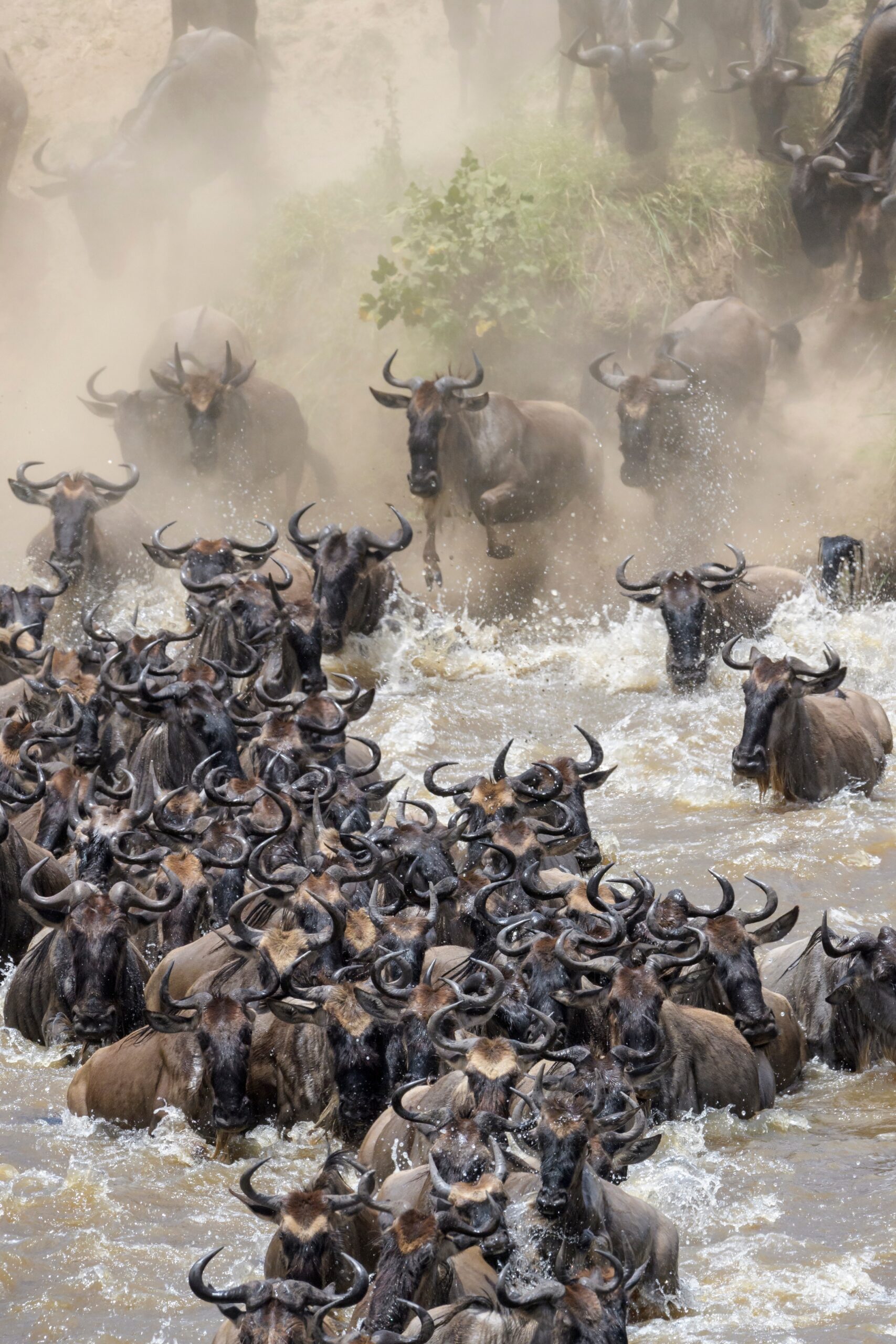 Wildebeest herds crossing the Mara River in crossing season on a luxury Great Migration safari