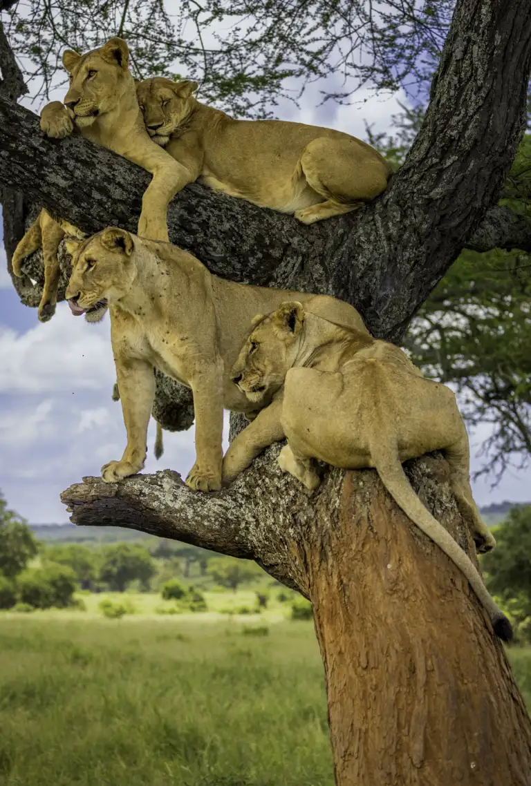 Tree-climbing lions resting in an acacia, Tarangire National Park on a luxury African safari