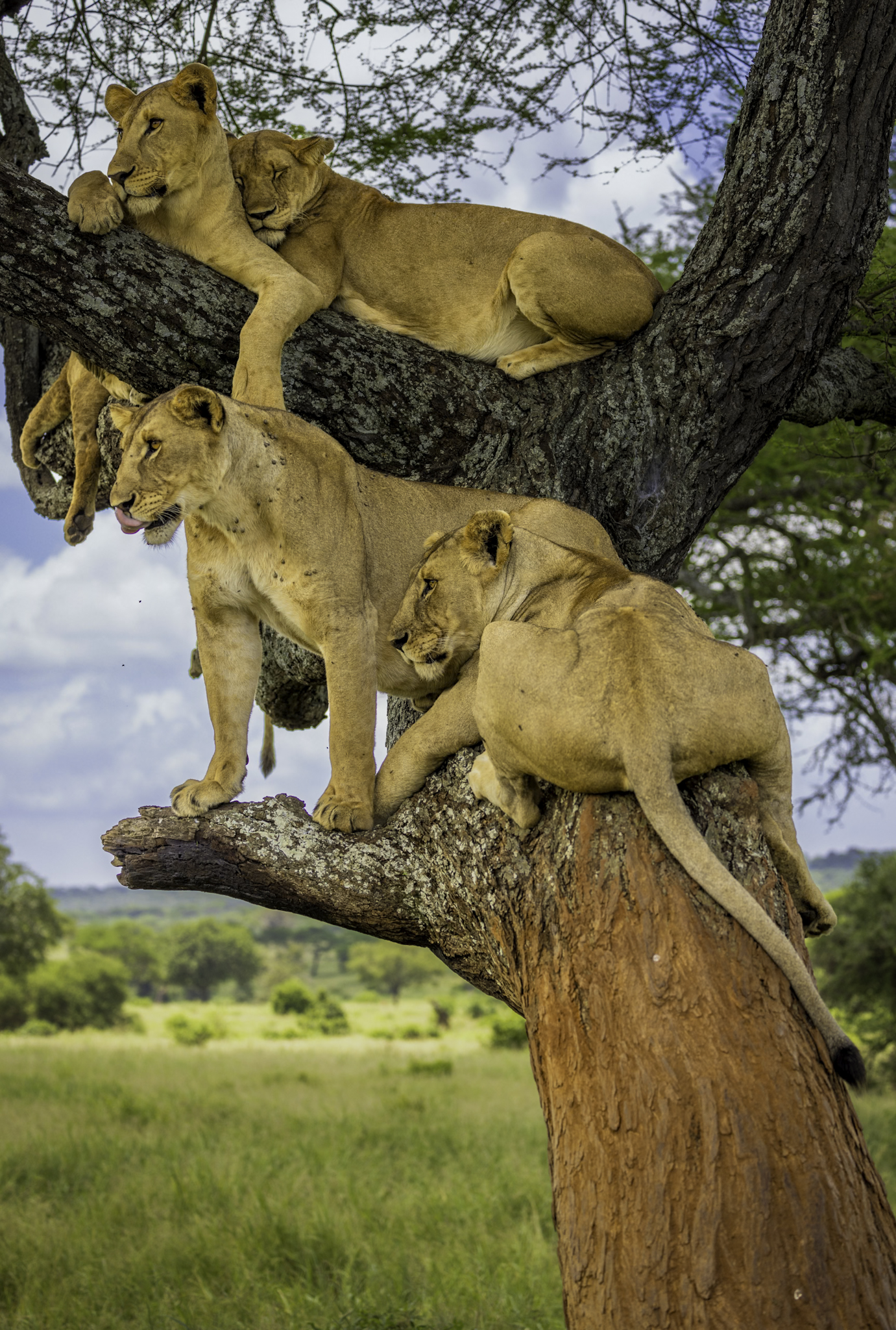 Tree-climbing lions resting in an acacia, Tarangire National Park on a luxury African safari