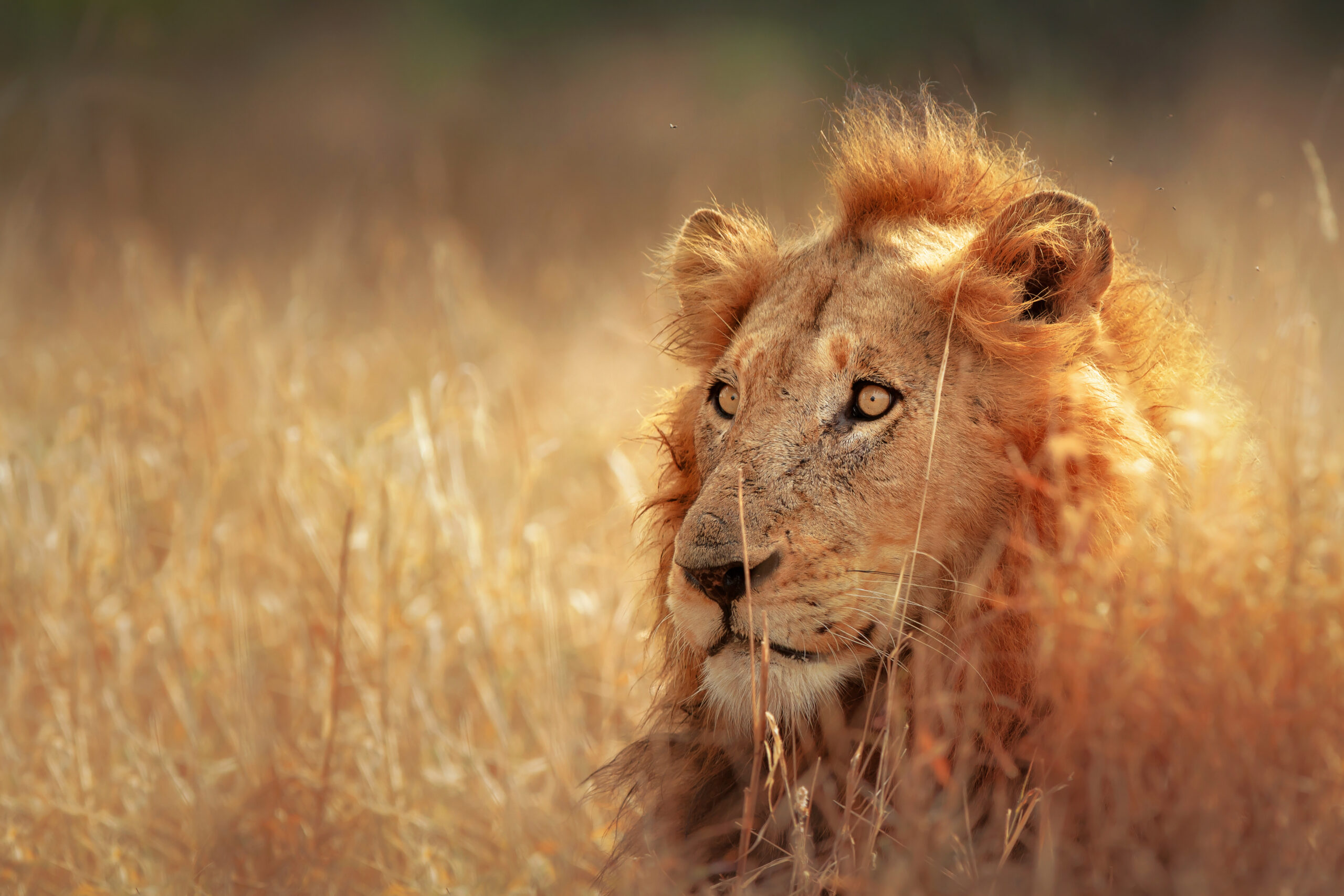 Big Five Safari — luxury African safari
