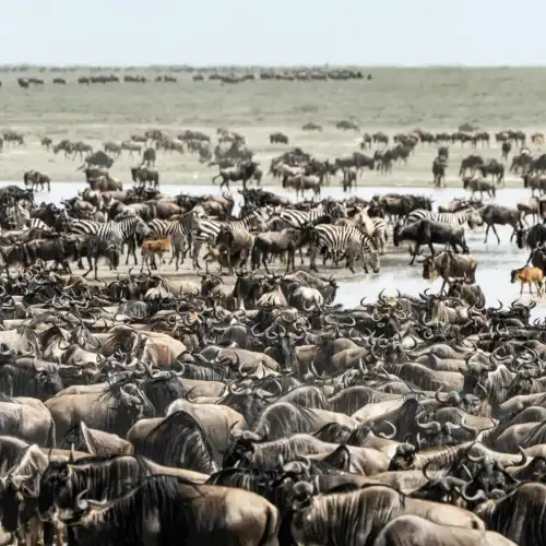 The Best Time to Go on an African Safari