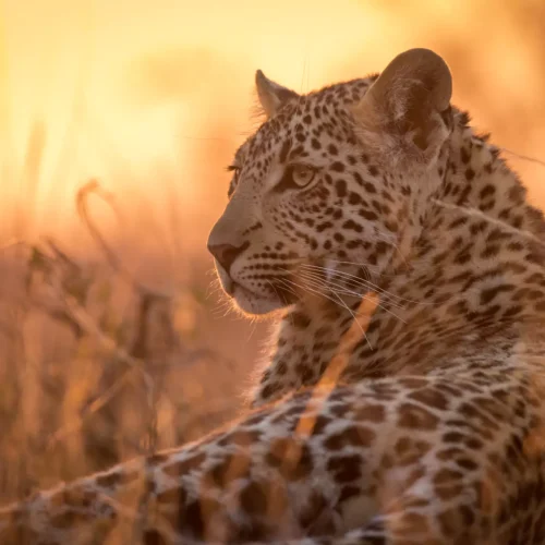 Southern Africa luxury safari
